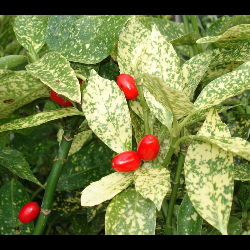 Vente en ligne de Aucuba Variegata 0