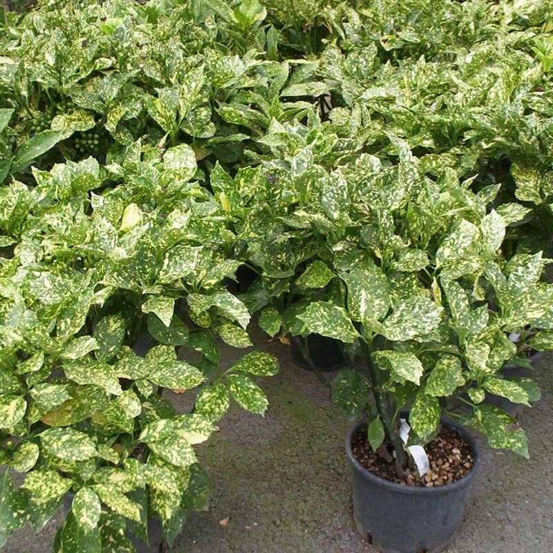 Vente en ligne de Aucuba Variegata 1