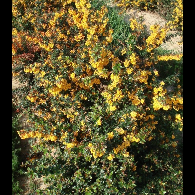 Vente en ligne de Berberis 3