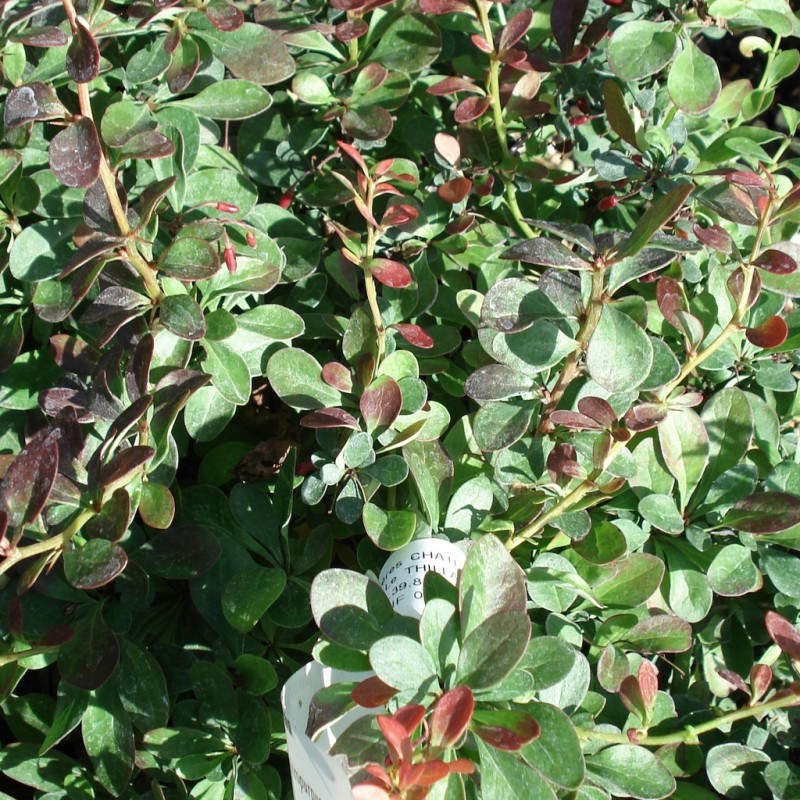 Vente en ligne de Berberis pourpre nain 0