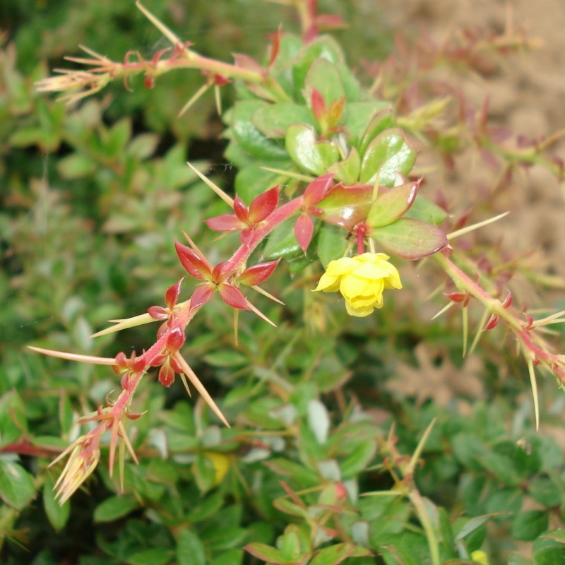 Vente en ligne de Berberis Chenault 0