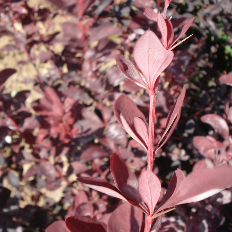 Vente en ligne de Berberis Auricauma 2