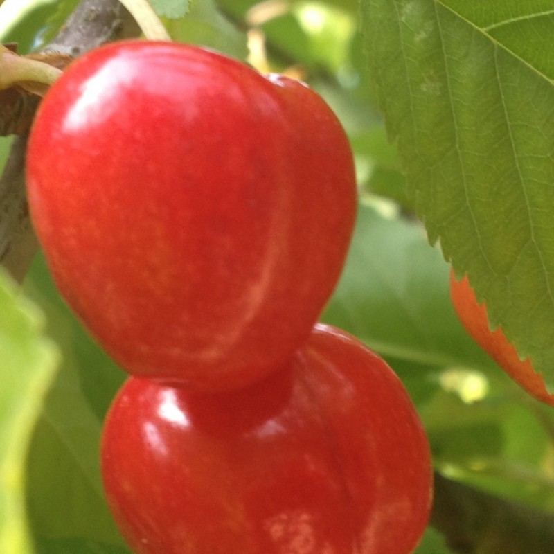 Vente en ligne de CERISIER - Prunus avium - bigarreau 'Lapins' 0