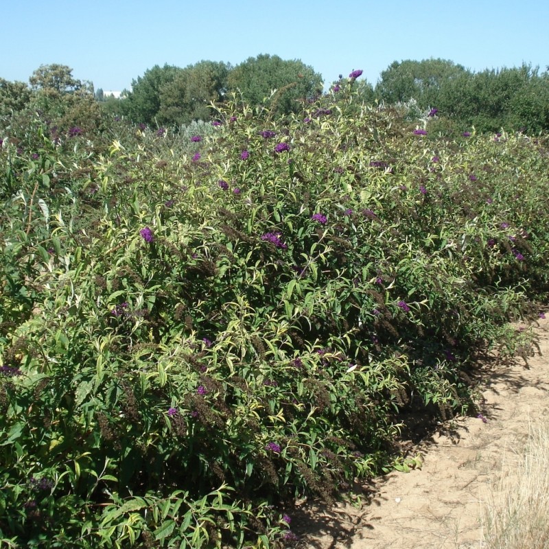 Vente en ligne de Buddleia davidii Santana®  'Thia' 2