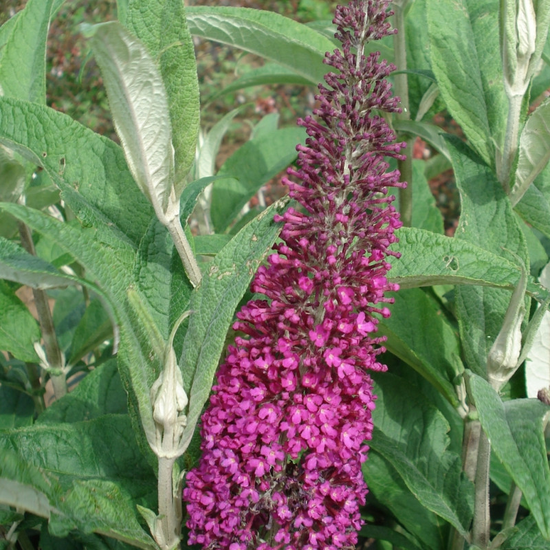 Vente en ligne de Laurier à feuille ronde 'Summer beauty' 0