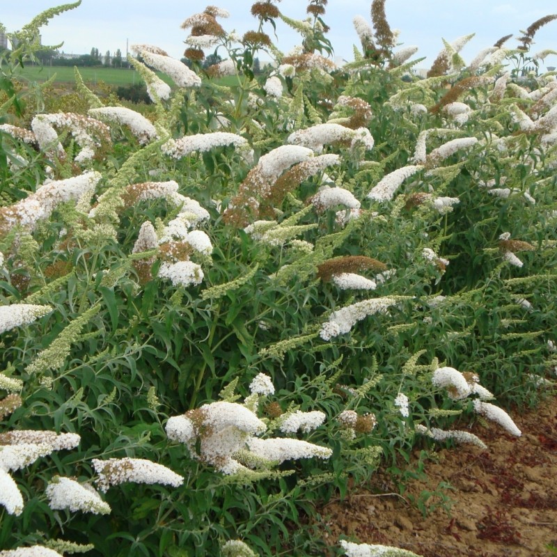 Vente en ligne de Arbre aux papillons 2