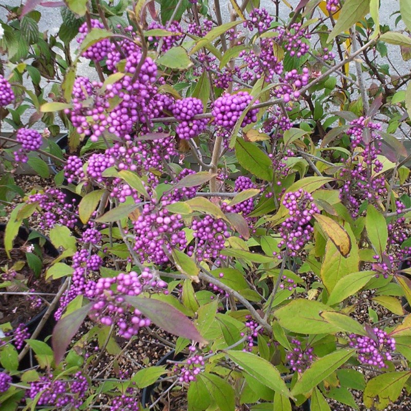 Vente en ligne de Callicarpa bodinieri 'Profusion' 2