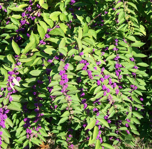 Vente en ligne de Callicarpa 'Issai' 1