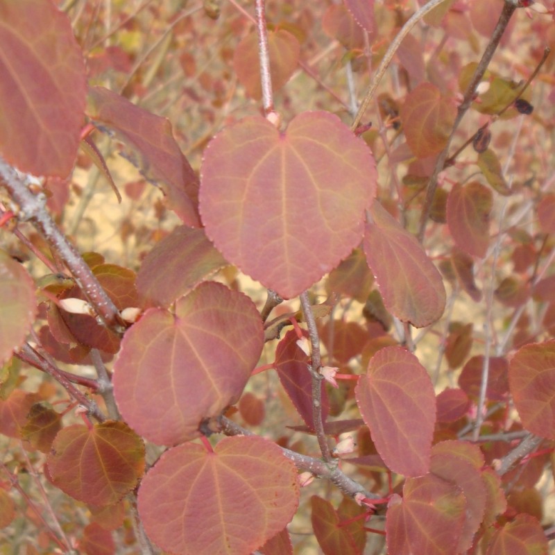 Vente en ligne de Arbre au caramel 1