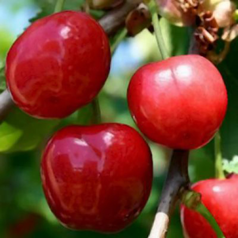 Vente en ligne de CERISIER - Prunus avium x cerasus - cerise vraie 'Anglaise hâtive' 0