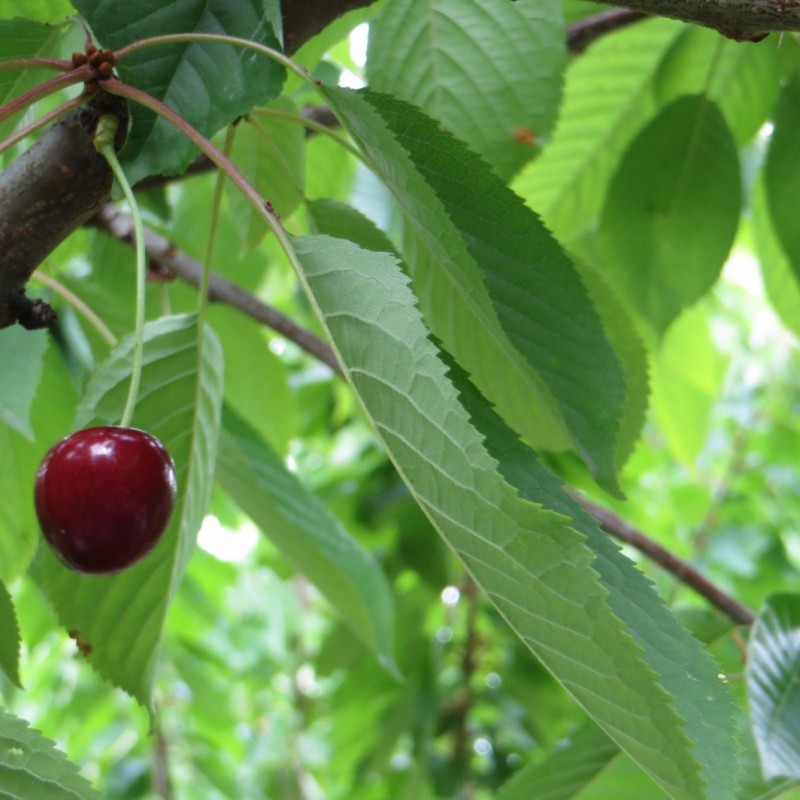 Vente en ligne de CERISIER - Prunus avium - bigarreau 'Noir de meched' 0