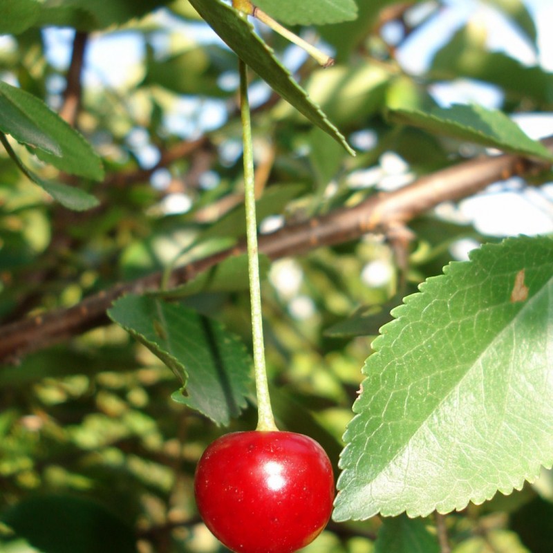 Vente en ligne de CERISIER - Prunus cerasus - griotte 'Toussaint' 1