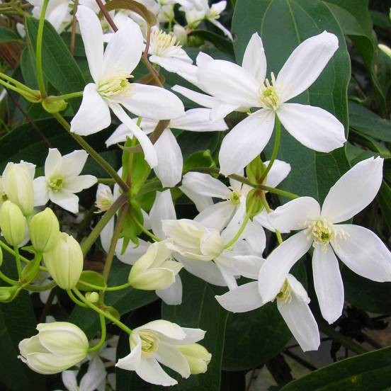Vente en ligne de Clématite persistante à fleurs blanches 0