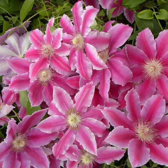 Vente en ligne de Clématite caduque à fleurs roses 0