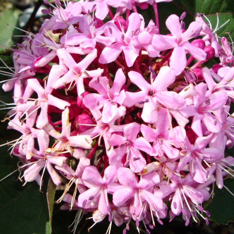 Vente en ligne de Clerodendron 0