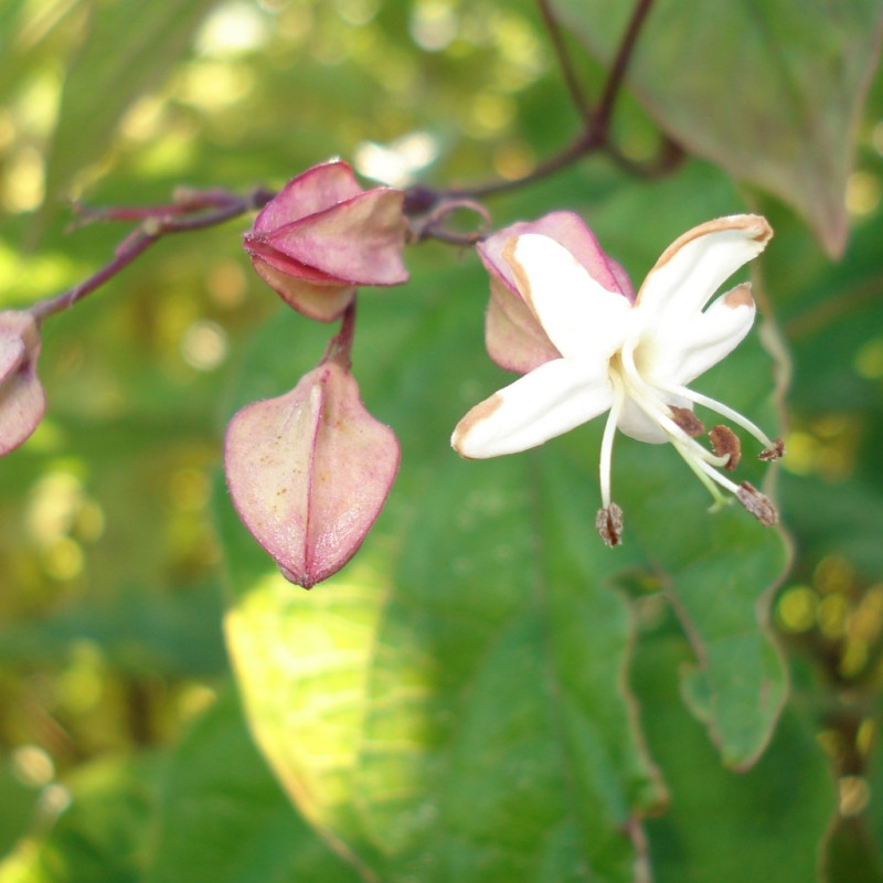 Vente en ligne de Clerodendron 3