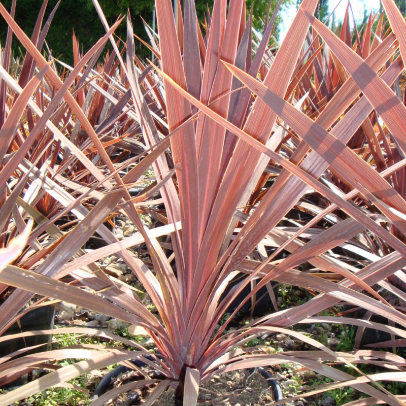 Vente en ligne de Cordyline 0