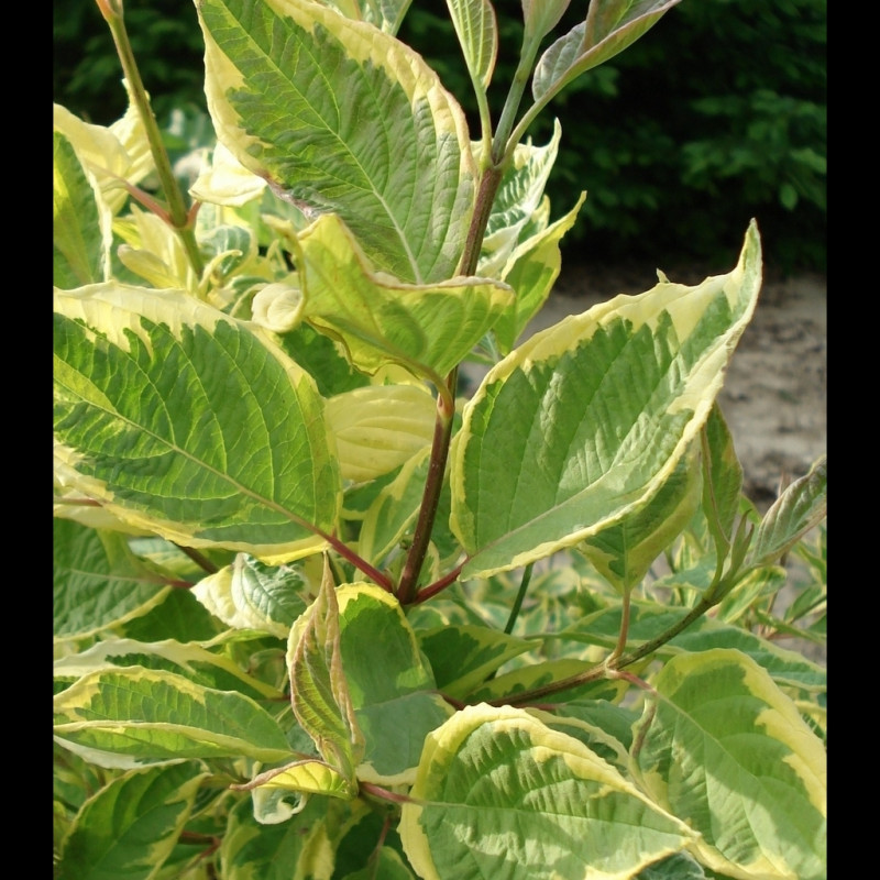 Vente en ligne de Cornouiller panaché jaune 1