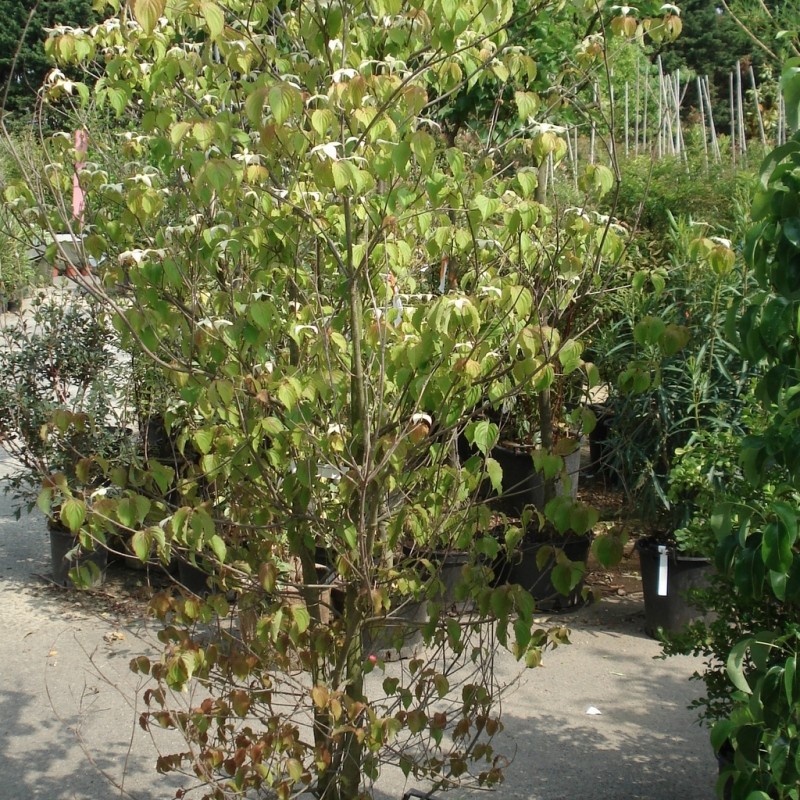 Vente en ligne de Cornouiller kousa 'Chinensis' 2