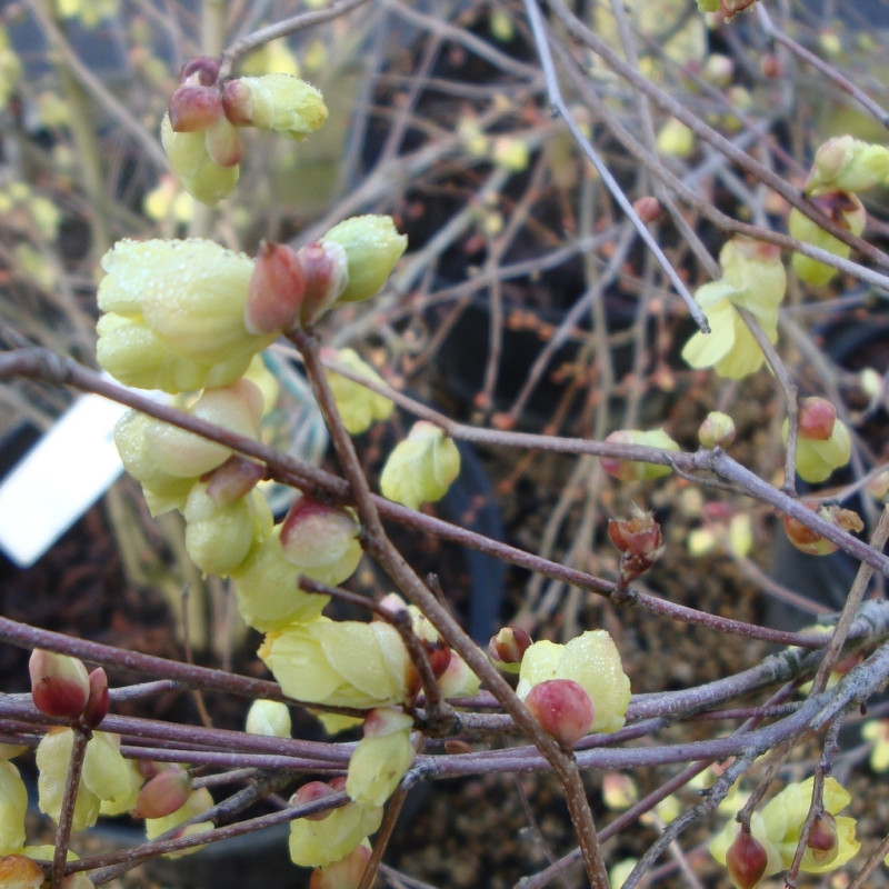 Vente en ligne de Corylopsis 3