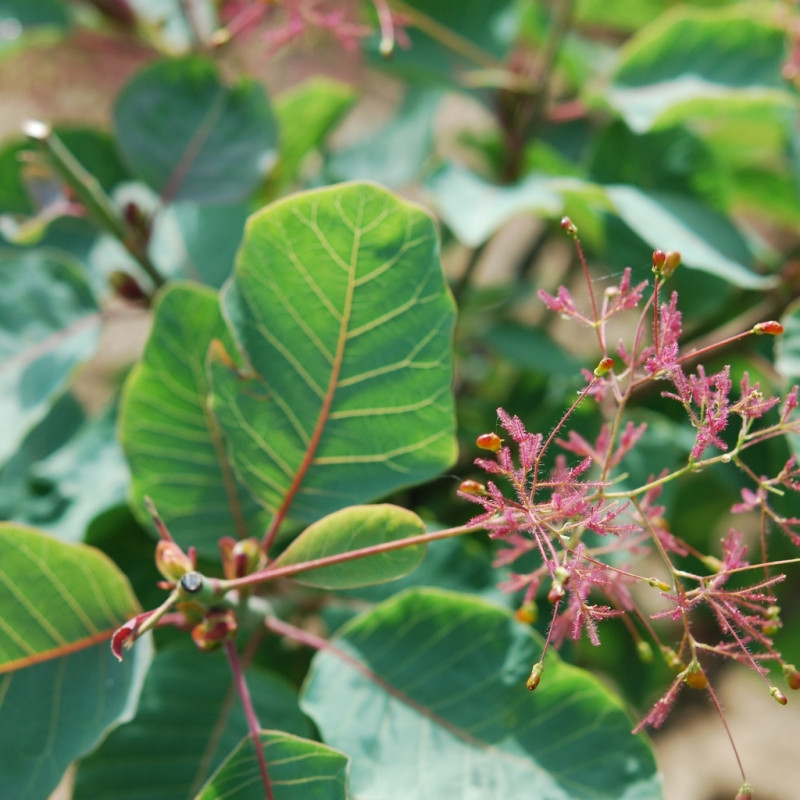 Vente en ligne de Arbre à perruques vert 0