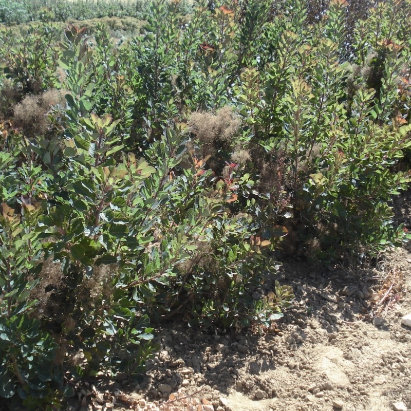 Vente en ligne de Arbre à perruques pourpre 2