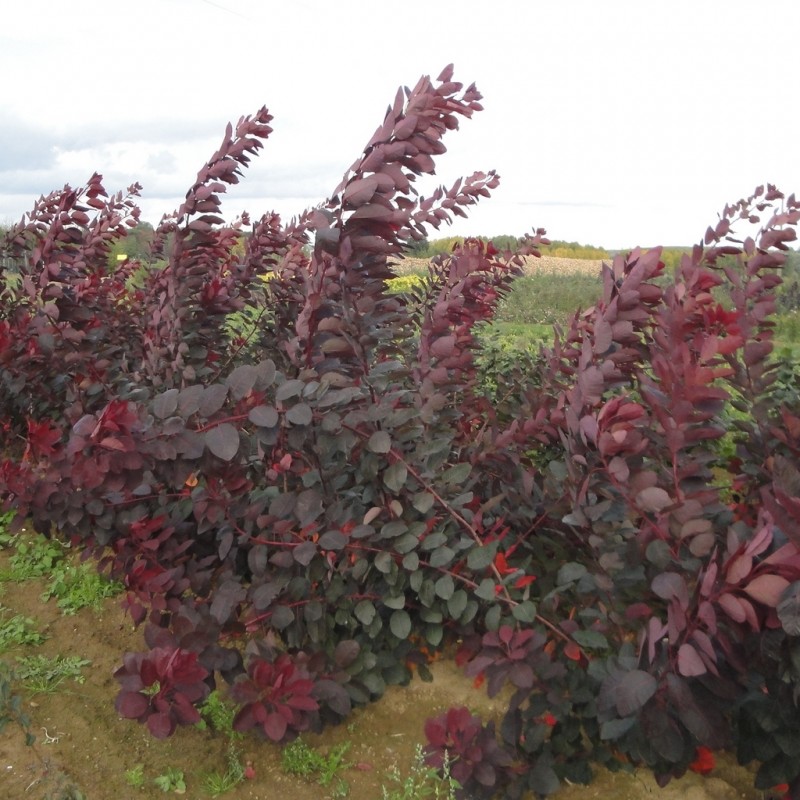 Vente en ligne de Arbre à perruques pourpre 0