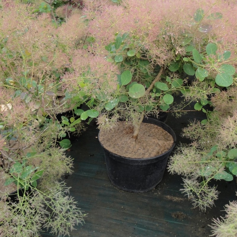 Vente en ligne de Arbre à perruques rosé 3