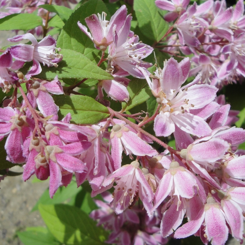 Vente en ligne de Deutzia 'Perle rose' 1