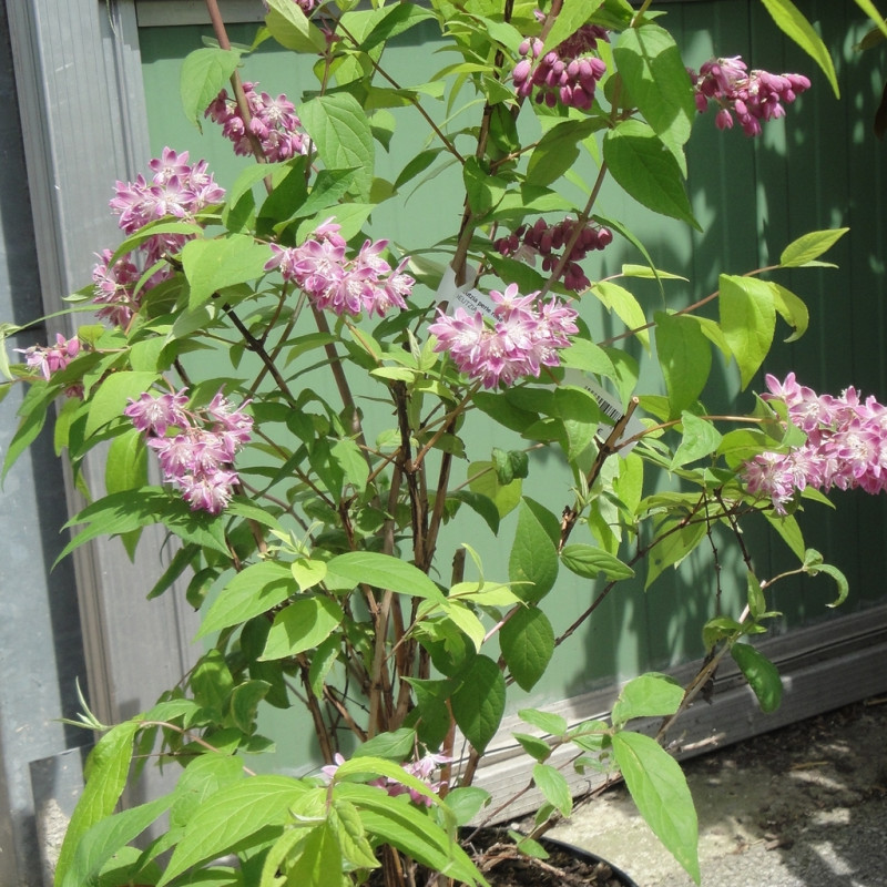 Vente en ligne de Deutzia 'Perle rose' 2