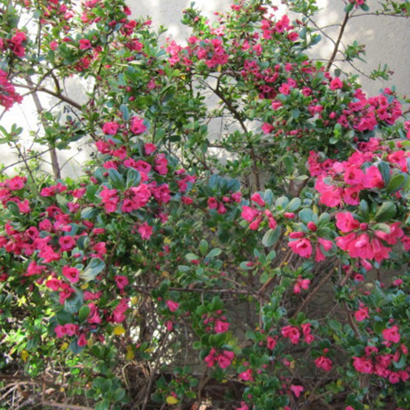 Vente en ligne de Escalonia à grande fleurs roses 0