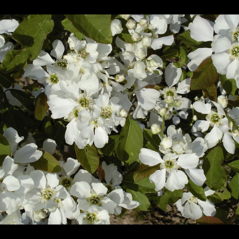 Vente en ligne de Buisson de perles 0