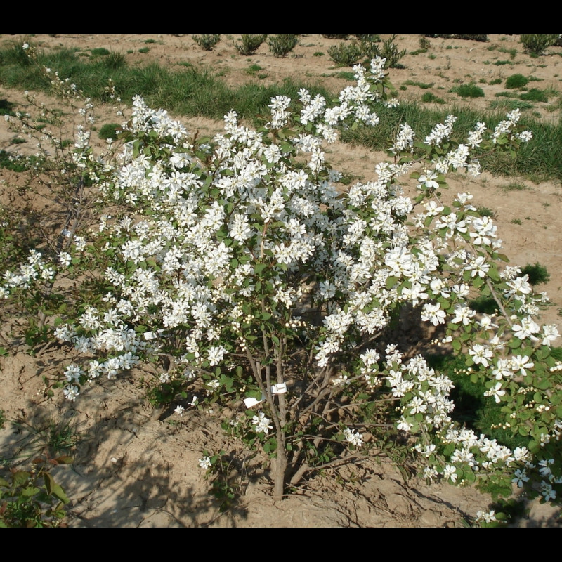 Vente en ligne de Buisson de perles 1