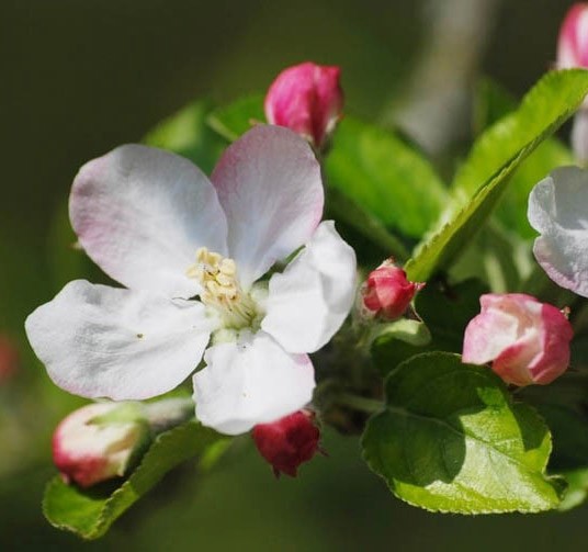 Vente en ligne de POMMIER - Malus communis 'Starkimson' 0