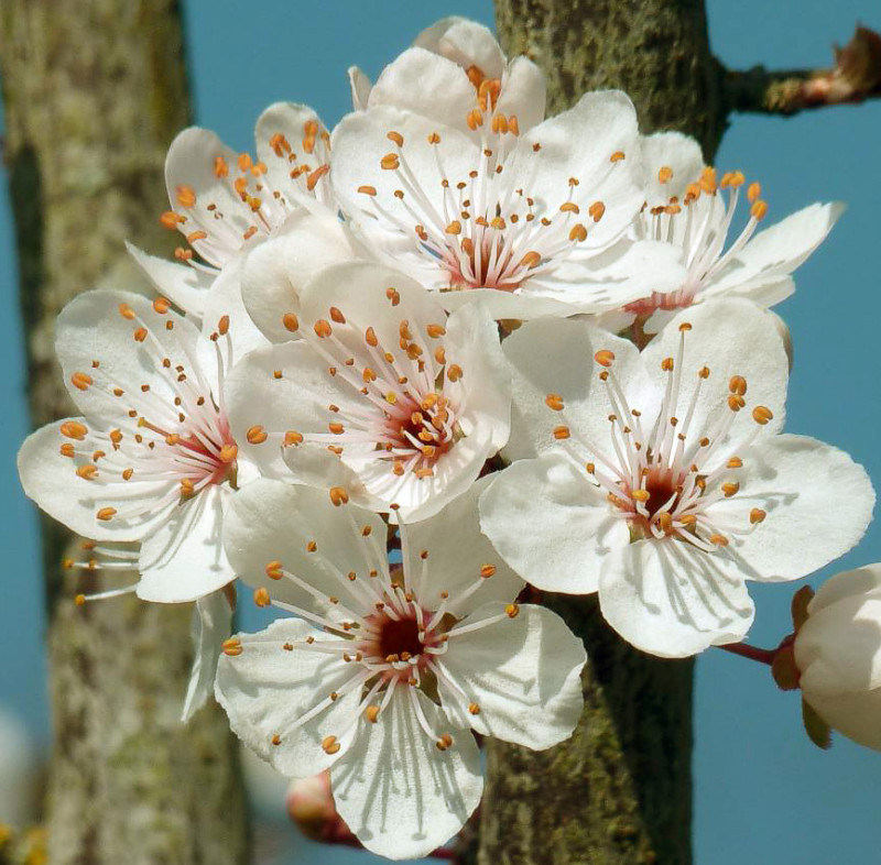 Vente en ligne de PRUNIER - Prunus domestica 'Monsieur hâtif' 0