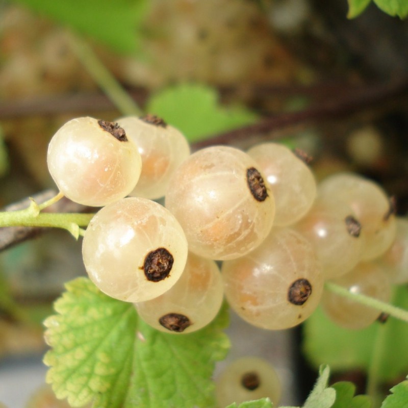 Vente en ligne de Groseillier à grappes blanche 0