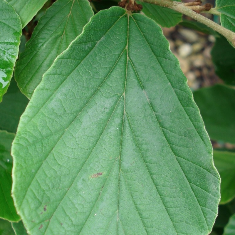 Vente en ligne de Hamamelis 'Westerstede' 1