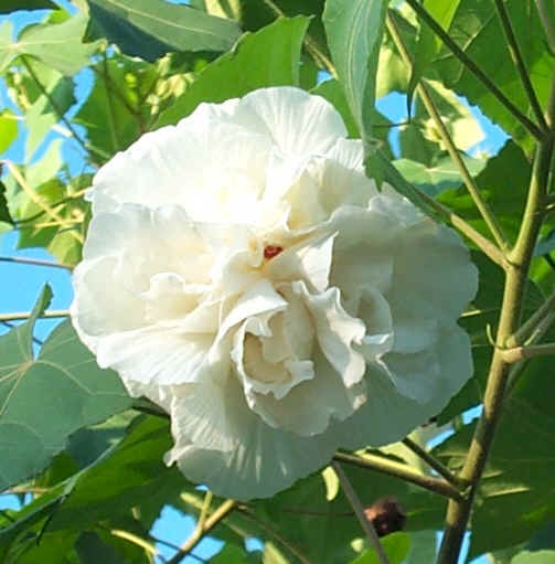 Vente en ligne de Althea à fleurs doubles blanches 0