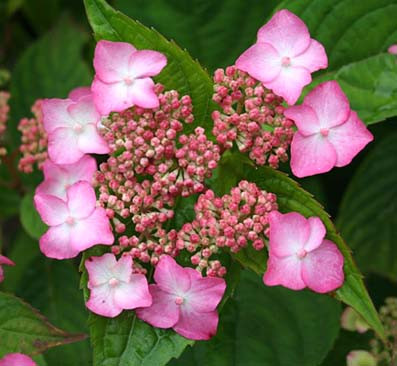 Vente en ligne de Hortensia serrata 0