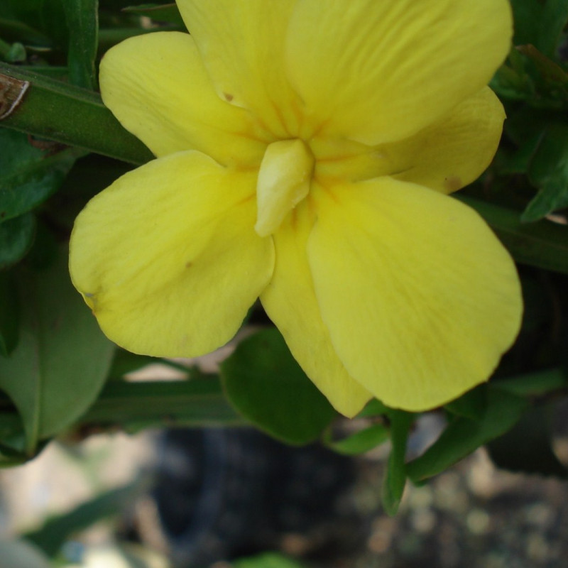 Vente en ligne de Jasmin d'hiver jaune 0