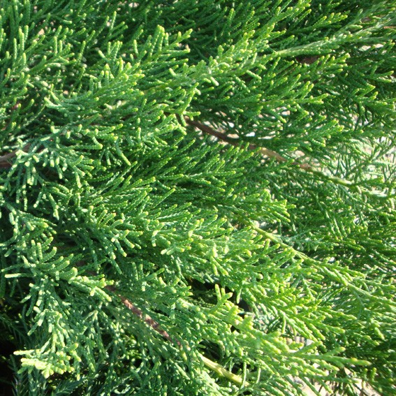 Vente en ligne de Juniperus Pfitzeriana 0