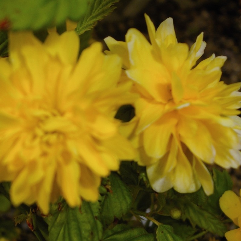 Vente en ligne de Corête du Japon 'Pleniflora' 3