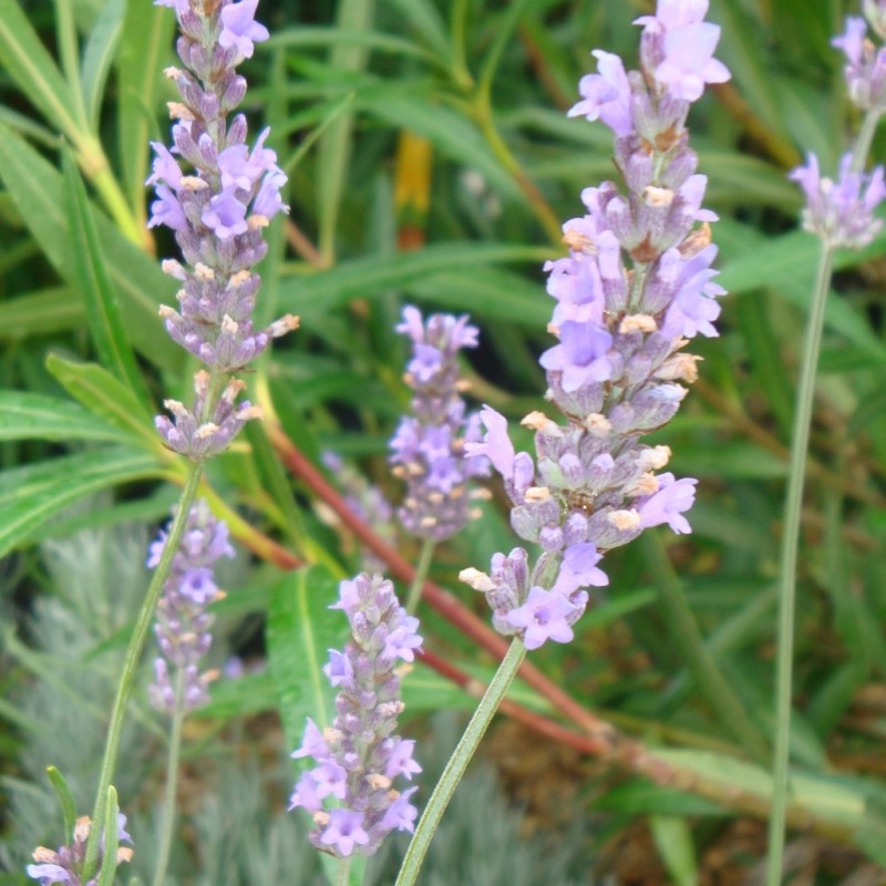 Vente en ligne de Lavande commune 'Dutch lavender' 0
