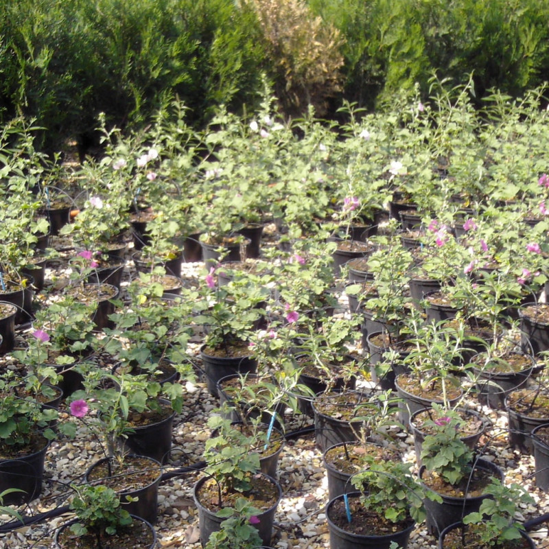 Vente en ligne de Lavatère Rose 2