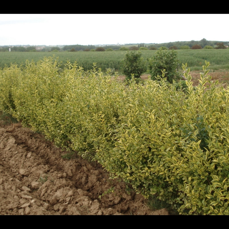 Vente en ligne de Troëne panaché de jaune 2