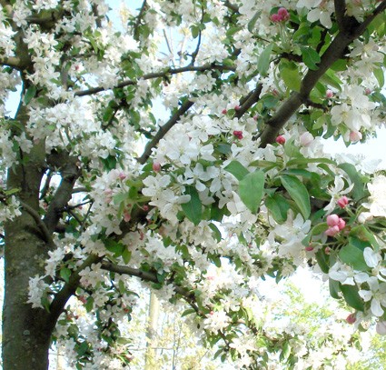 Vente en ligne de Pommier d'ornement à fruit jaune 1