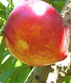 Vente en ligne de NECTARINE - Prunus persica var. nucipersica 'Fuzalode' 0