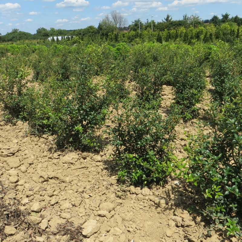 Vente en ligne de Osmanthe à feuille de houx 2