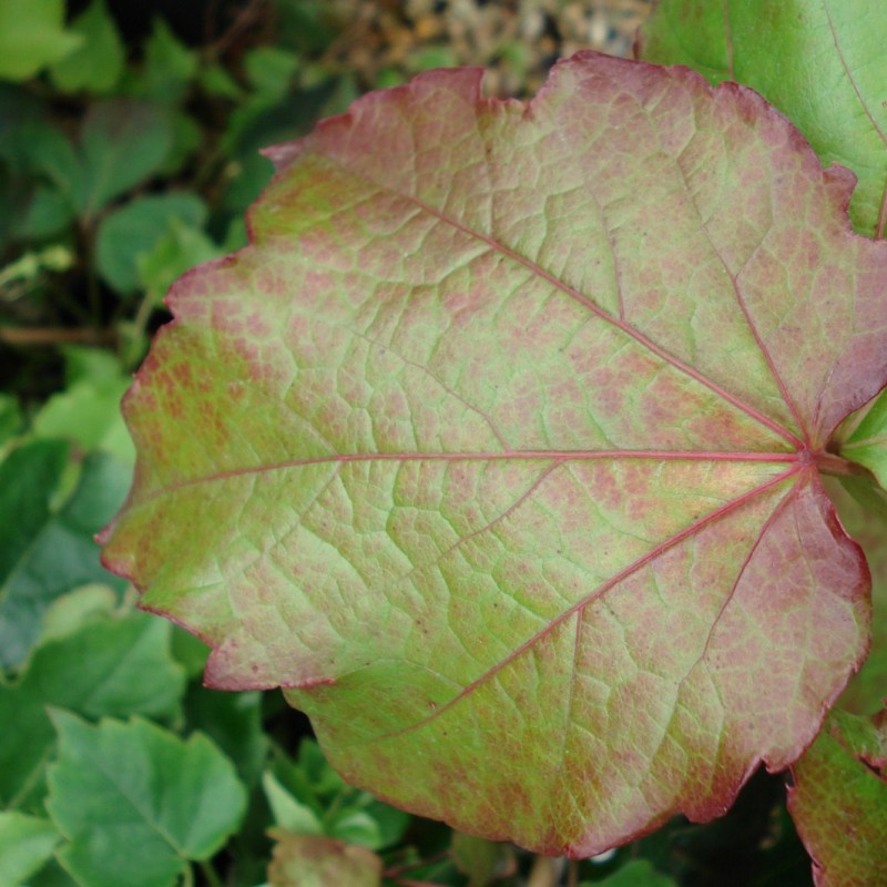 Vente en ligne de Vigne vierge 1