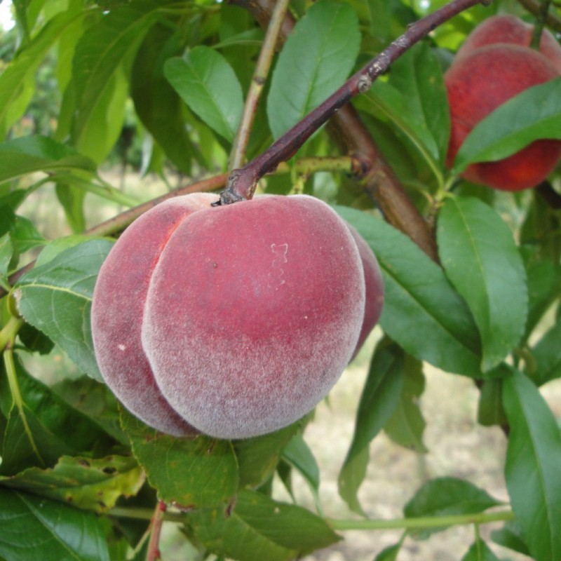 Vente en ligne de PECHER - Prunus persica 'Sanguine' 0